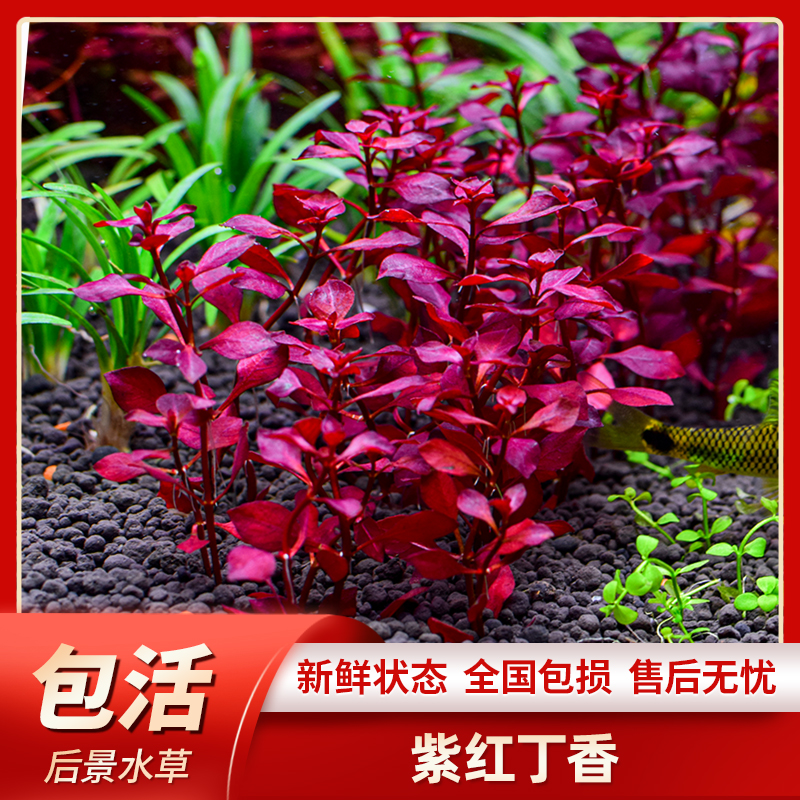 鱼缸草缸真水草造景红丁香 紫丁香 紫红丁香水草中后景有茎类水草
