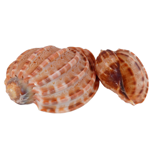 天然大号杨桃螺海螺壳瓜子螺家居装饰卷贝鱼寄居蟹壳水族造景贝壳