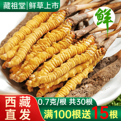 99%客户选择的新鲜正品冬虫夏草
