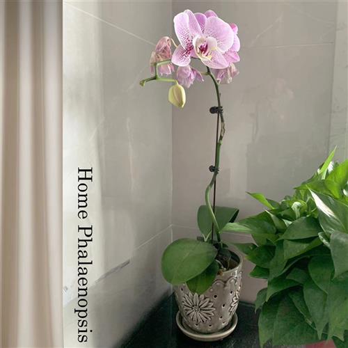 精品室内陶瓷蝴蝶兰花盆托 托盘兰花专用盆透气多孔镂空家用洋兰