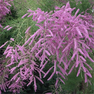 怪柳柽柳粉色瀑布pink Cascade鲁布拉花灌木耐寒花园植物庭院粉花