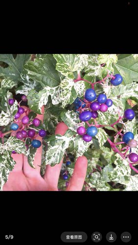 花叶蛇葡萄观叶观果匍匐茎植物园林绿化