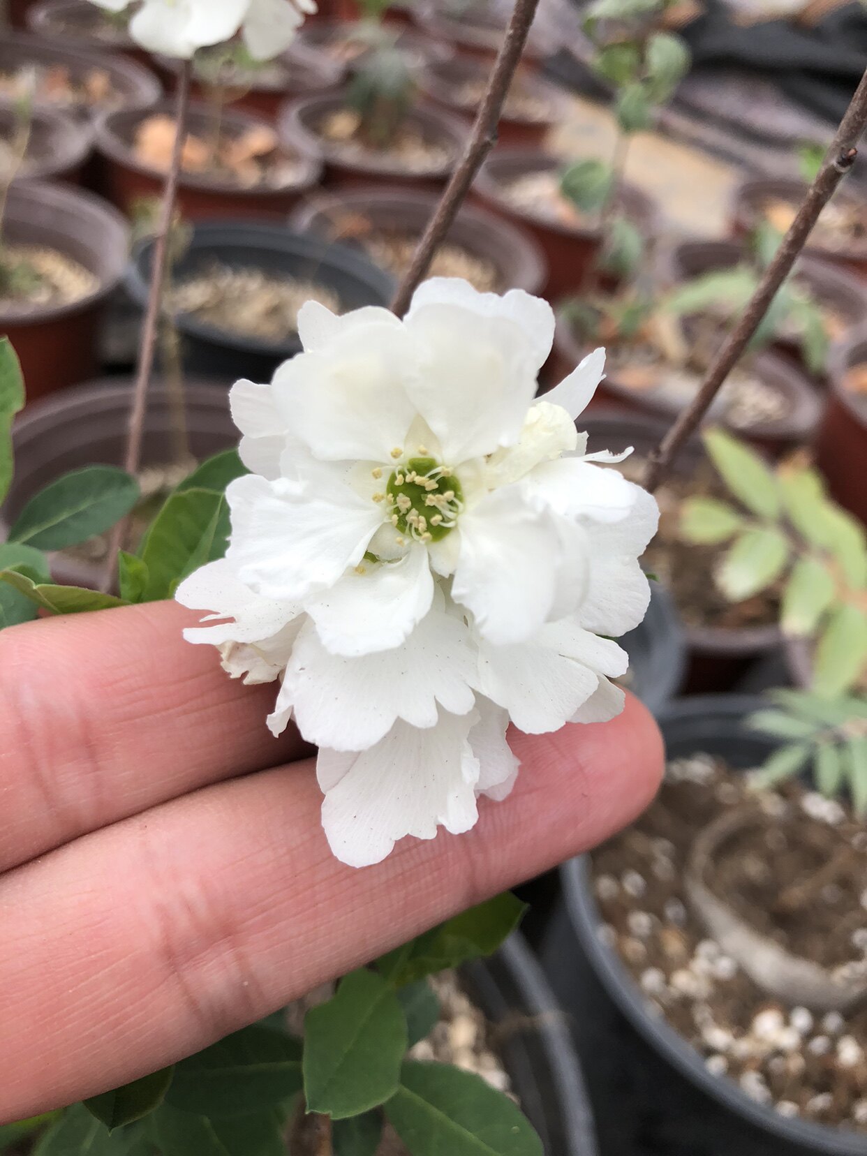 魔法的春天白鹃梅早开花品种灌木