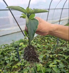 慕唯木绣球园活动 斗球扦插苗包对版 ，购前请仔细查看宝贝详情