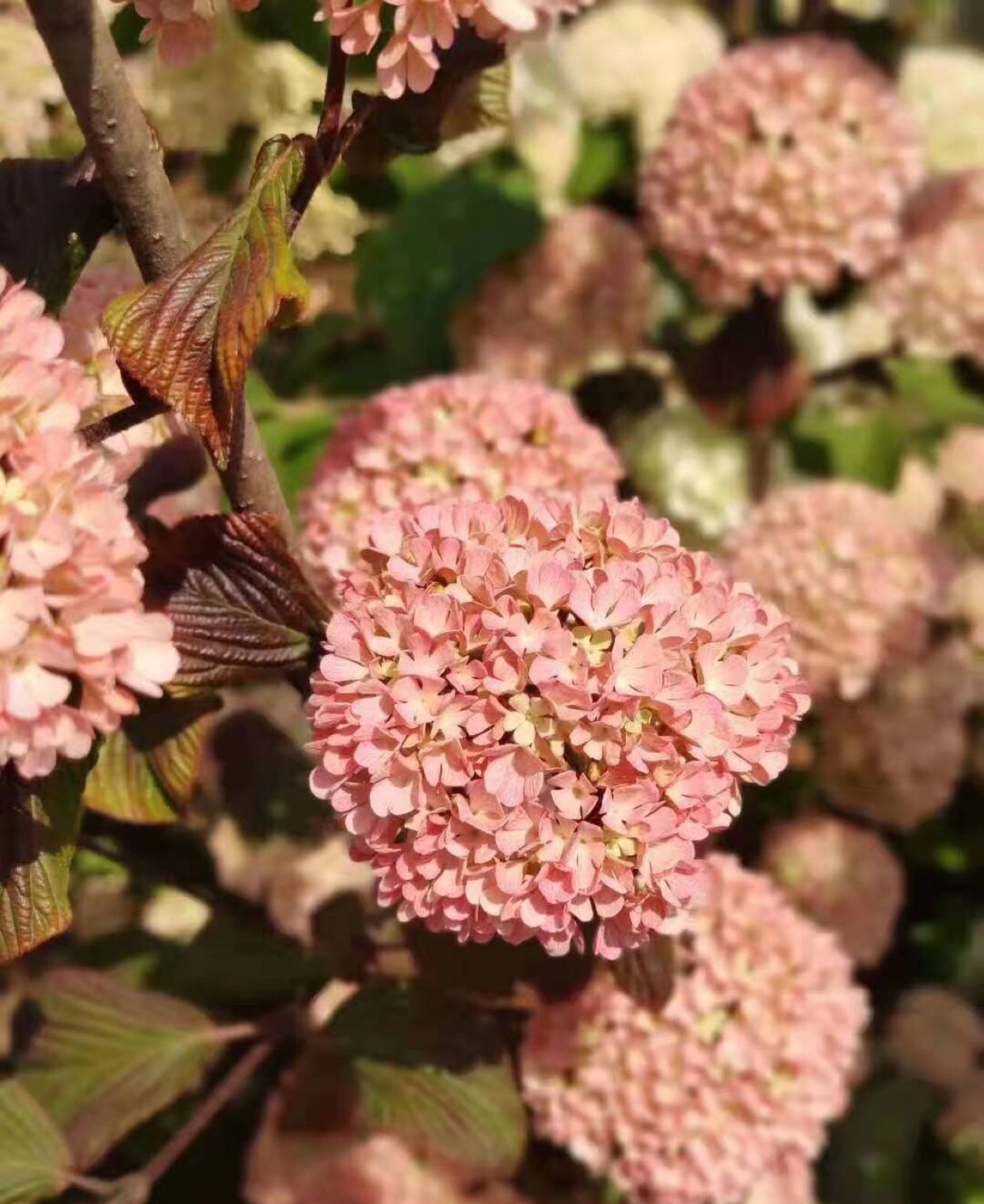 玫瑰达人木绣球粉色木本绣球荚蒾比玛丽弥尔顿粉精灵双子座星更粉