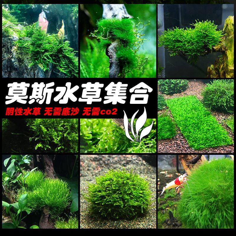 莫丝莫斯阴性水草造景迷你三角火焰美凤珊瑚翡翠水晶松茸鹿角苔