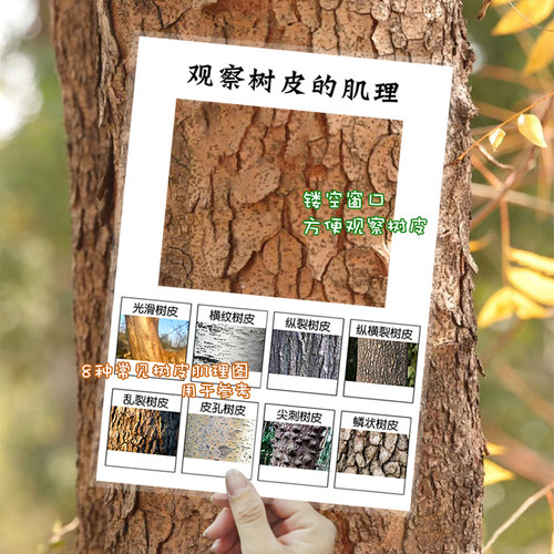 幼儿园植物角春天活动观察树皮自制教玩具区角区域材料投放环创