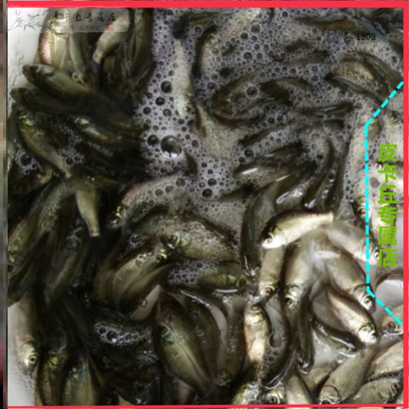 鲜活小杂鱼新鲜鲫鱼籽现杀小白条淡水水产小鱼淡水鱼