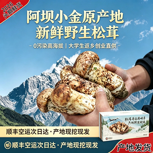 2026野生松茸新鲜现货四川特产菌菇正品菌子现采现发野山菌菇蘑菇