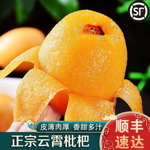 应季 福建正宗云霄枇杷鲜果新鲜水果当季 包邮 单果40g起 顺丰