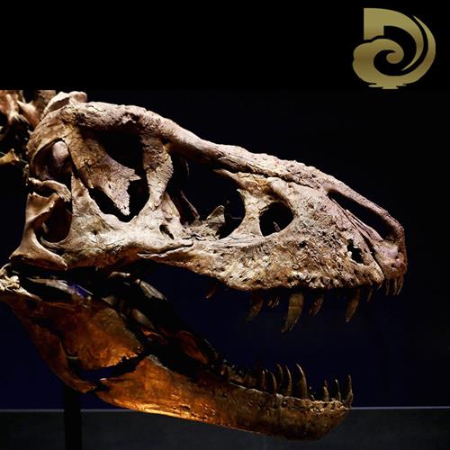 大型景区仿真霸王龙玻璃钢骨架室内博物馆恐龙头骨化石展览模型