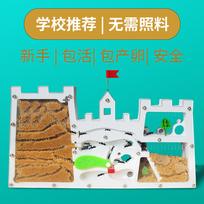 正品蚂蚁城堡蚂蚁工坊送收获蚁后学生观察生态箱蚁巢室屋庄园家园