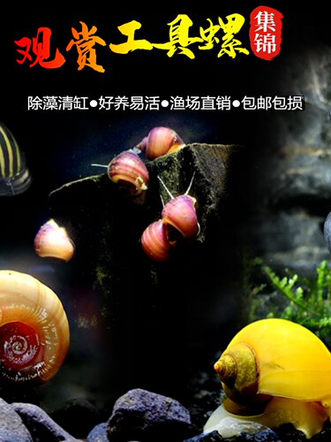 观赏螺苹果螺黑金刚彩蛋螺神秘黄金斑马洋葱清洁除藻工具螺活体螺