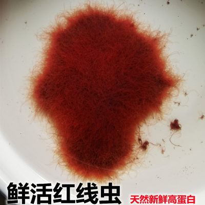 红线虫水蚯蚓活鱼食活体线虫红丝虫大小观赏鱼高蛋白发色饲料鱼饵