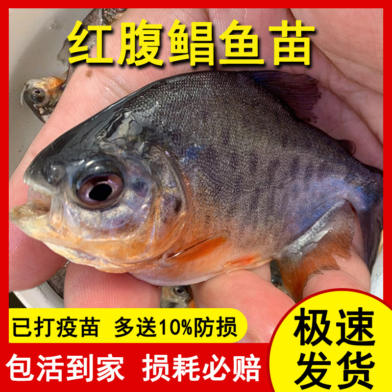 鲳鱼苗红腹白鲳鱼淡水养殖食用仓鱼苗肉食凶猛活体昌鱼好养观赏鱼