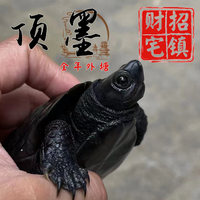 顶墨龟纯种全黑小乌龟活物活体稀有苏北金线草龟家养招财长寿龟苗