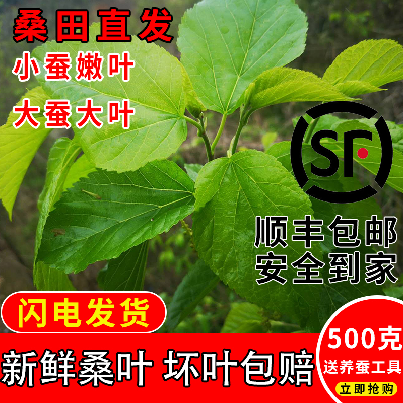 新鲜桑叶蚕宝宝鲜嫩小蚕桑叶现摘饲料食物蚕卵活蚕大叶子大蚕包邮