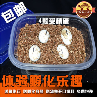 可孵化乌龟蛋套装受精蛋水族宠物巴西锦龟火焰体验孵化乐趣包出壳