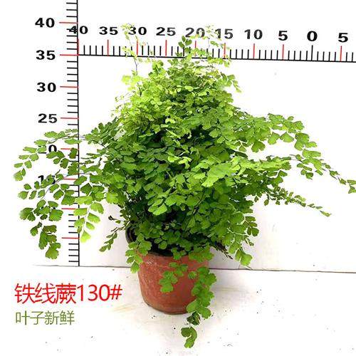 耐阴蕨类铁线蕨盆栽铁丝草苗室内绿植办公厕所桌面花卉四季易养护