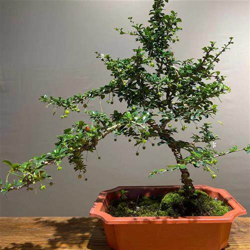 小叶福建茶开花结果四季常青飘枝造型趣味盆景室内阳台办公室