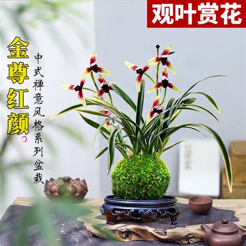 兰花苗 浓香型四季兰 金边矮种金尊红颜 建兰阳台花卉盆栽绿植