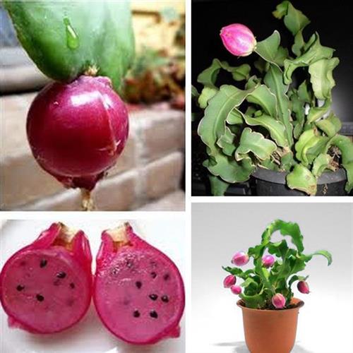 卷叶昙花 观叶植物叶型奇特观赏垂吊绿植室内阳台垂吊绿植盆栽