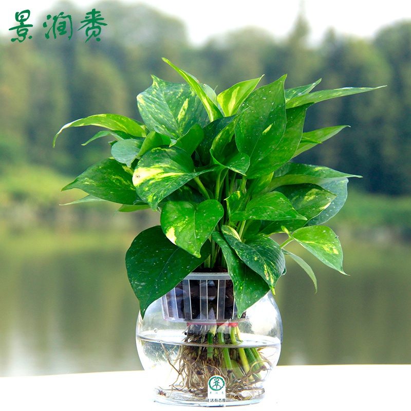 绿萝盆栽真花卉水养v植物观叶绿色水生花草室内大盆水培绿箩