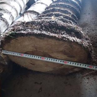 大型楠竹苗巨龙竹竹苗食用竹笋苗种植四季长青毛竹苗巨龙竹竹子苗