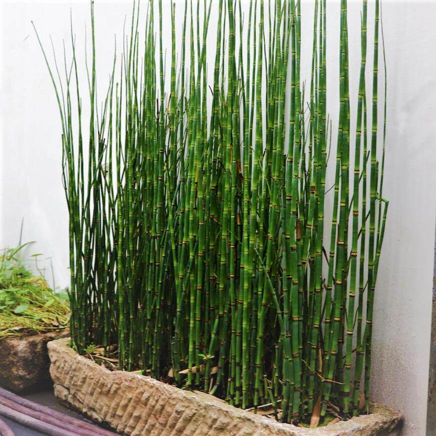 木贼盆栽耐寒喜光四季常青笔管草笔头草别墅庭院日式意境新奇植物
