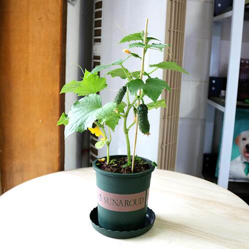 花农迷你幼儿园植物趣味儿童种植