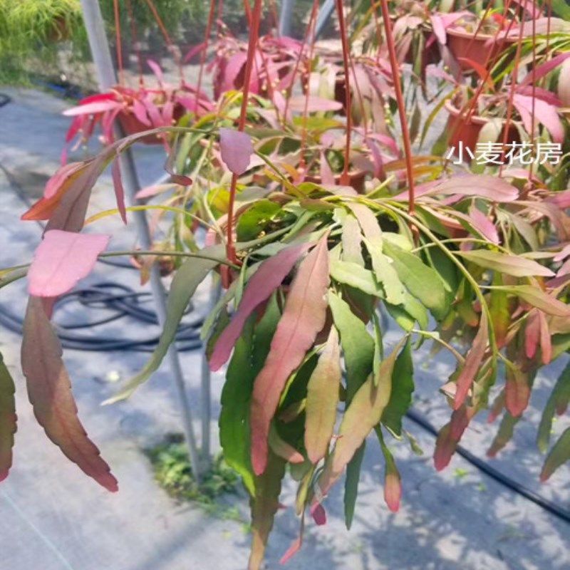 红珊瑚 红叶丝苇 丝苇属雨林缸 易发色 绿植盆栽