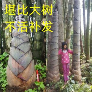毛竹树苗现挖竹苗楠竹根竹子苗巨龙竹竹苗楠竹苗大型毛竹苗雷笋苗