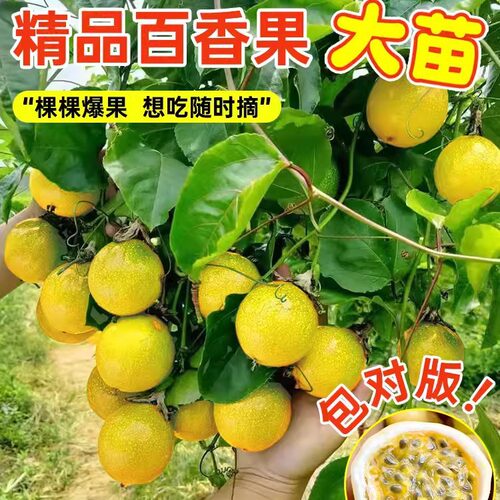 钦蜜号百香果树果苗黄金百香果