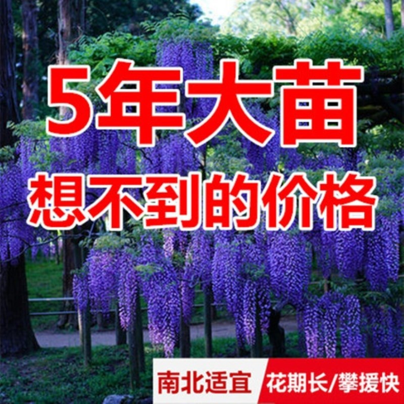庭院攀援爬藤植物树苗阳台盆栽花卉紫腾萝凌霄花苗包邮