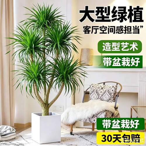 龙血树盆栽室内客厅大型绿植多头