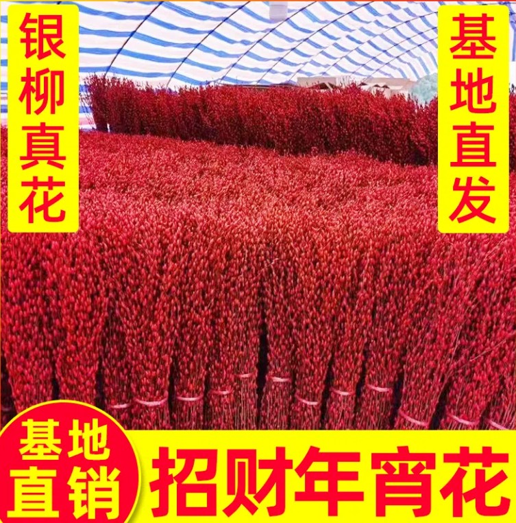 银柳植物盆栽客厅摆件装饰