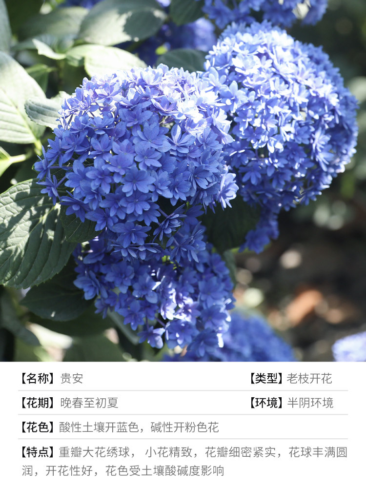 绣球花苗无尽夏花卉植物室内花海妈花园阳台大花盆栽苗,鲜花速递/花卉仿真/绿植园艺,绣球/木绣球/木本植物,淘宝优惠券,粉丝福利购,淘宝优惠卷