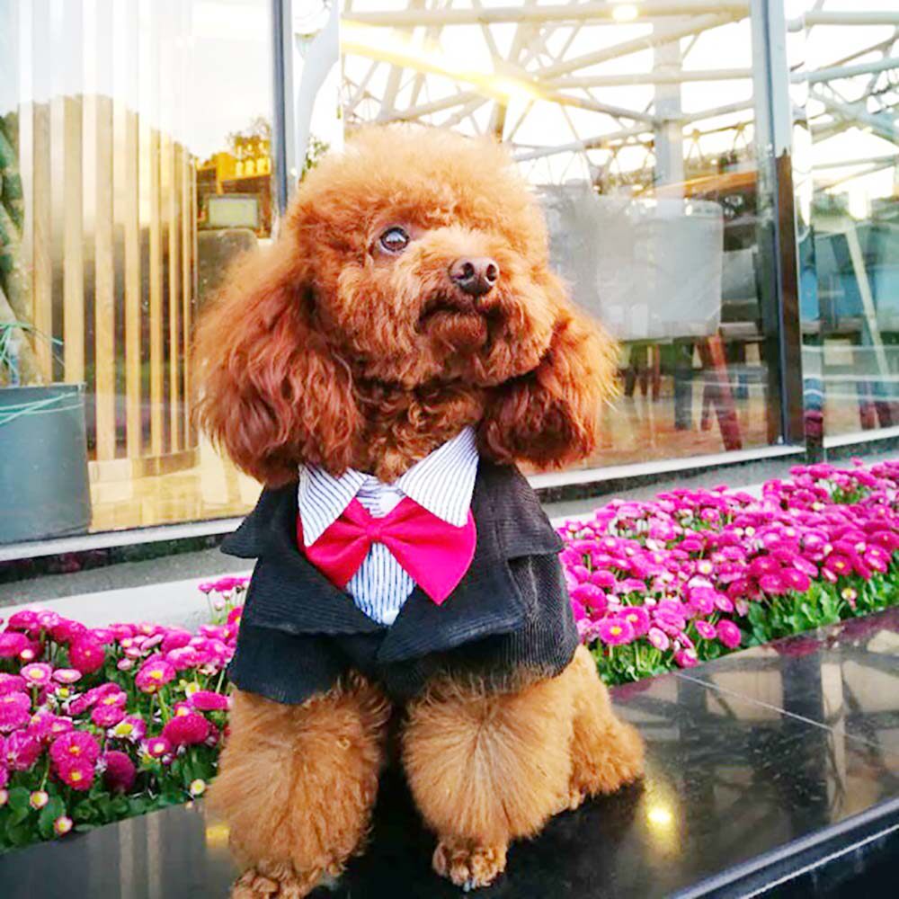 小狗狗西装礼服夏装薄款比熊泰迪夏季西服小型犬宠物夏天博美衣服