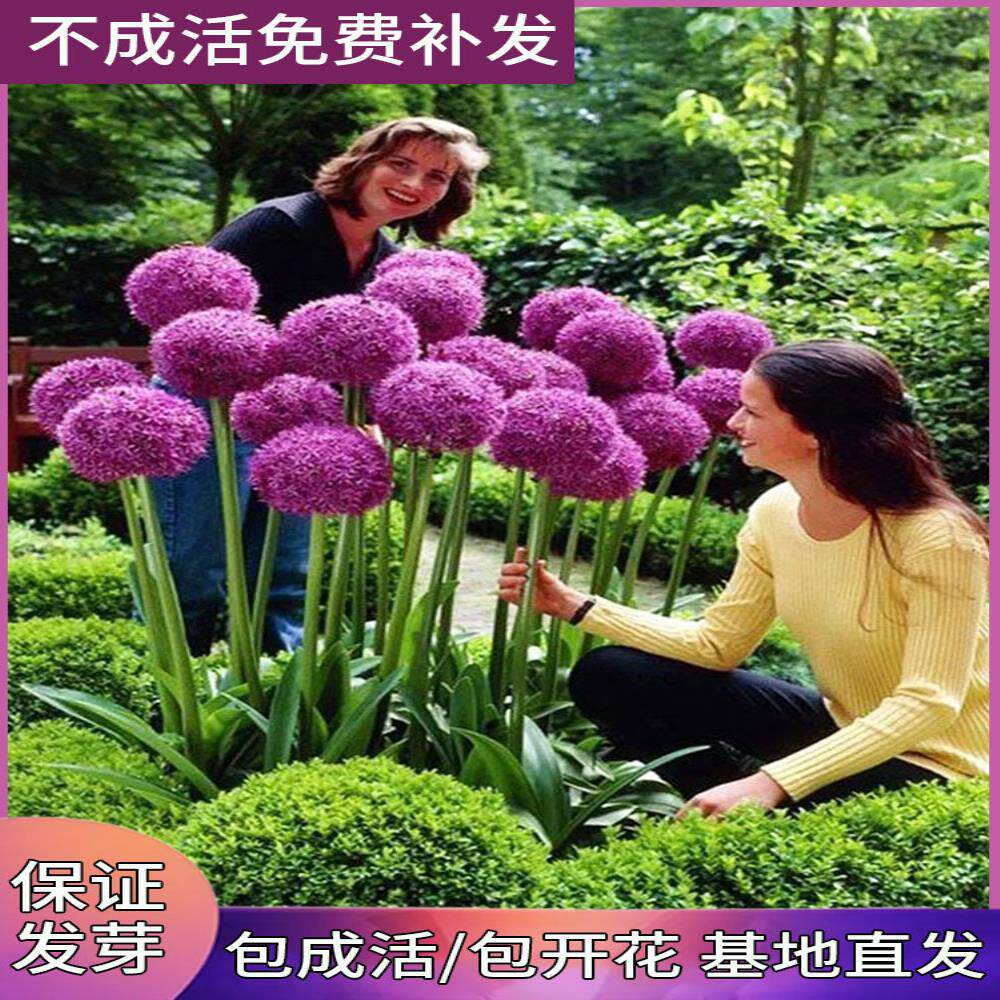 荷兰 大花葱种  盆栽花卉植物庭院地栽花种根茎 当年开花