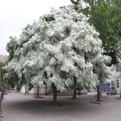 流苏树 牛筋树  四月雪  嫁接桂花   庭院设计 栽培