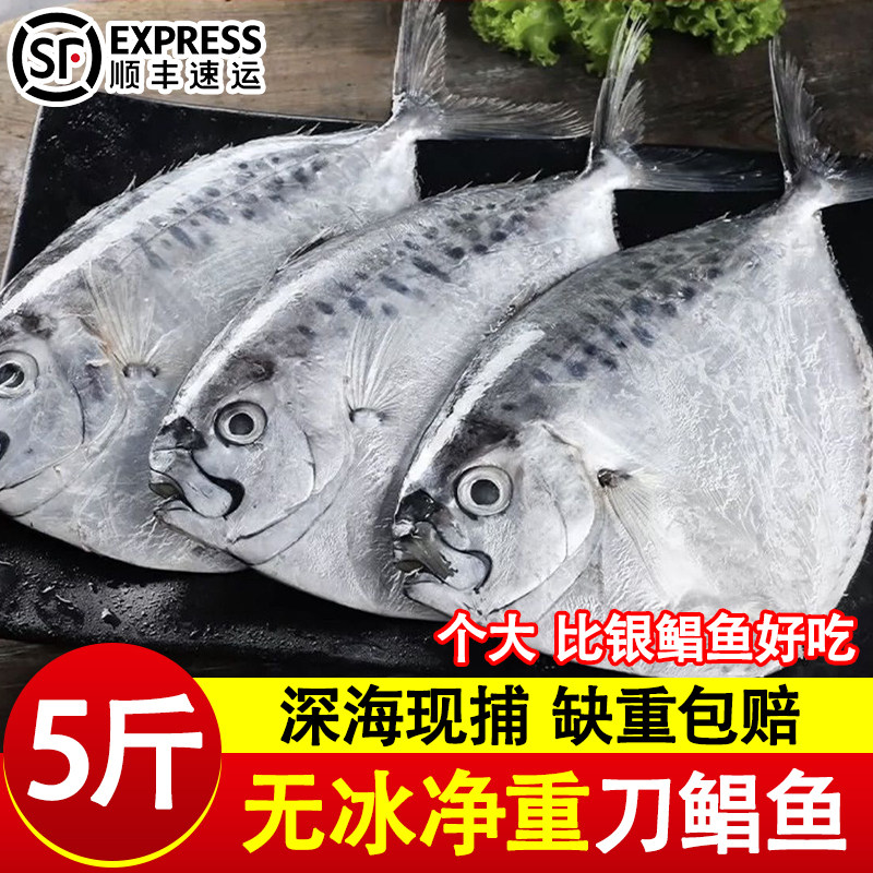 深海刀鲳鱼新鲜冷冻银鲳鱼东海平鱼国产海鲜水产金海鱼一整箱批发