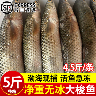 大梭鱼鲜活冷冻新鲜速冻海鱼特大号冰鲜红眼大梭鱼酒店商用批发