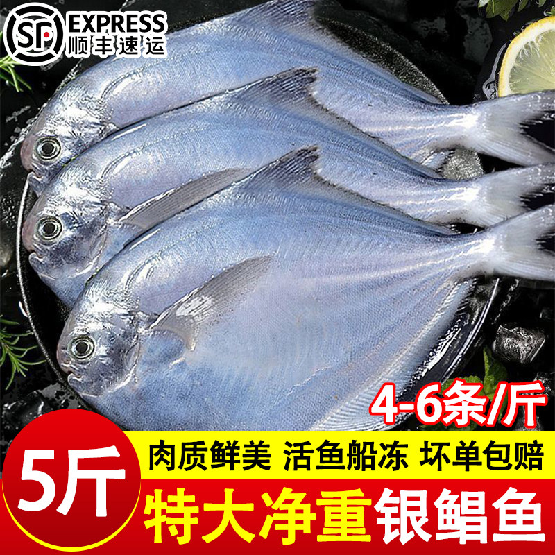 银鲳鱼新鲜冷冻捕鲜活金鲳鱼昌鱼白鱼平鱼鳊鱼海鱼海鲜水产商用