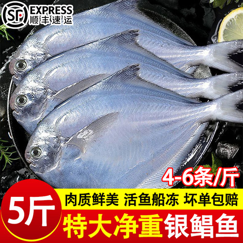 银鲳鱼新鲜冷冻捕鲜活金鲳鱼昌鱼白鱼平鱼鳊鱼海鱼海鲜水产商用