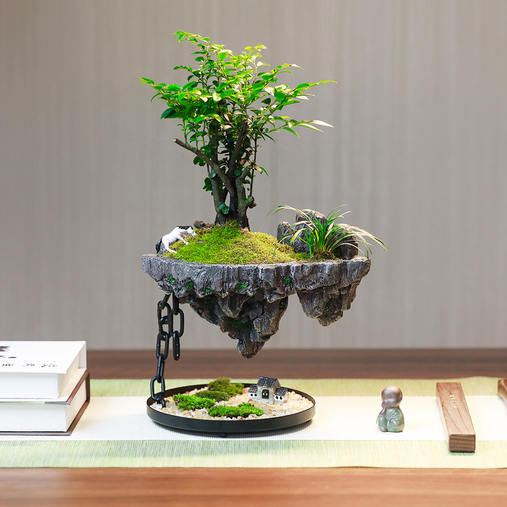 小叶紫檀天空之城悬浮绿植盆栽客厅微景观四季好养办公桌植物摆件