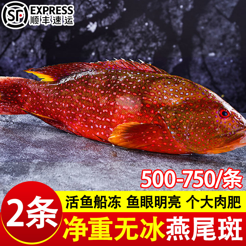 燕尾斑东星斑石斑鱼现捕新鲜鲜活冷冻深海海鱼瓜子斑海鲜水产红斑