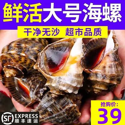 海螺鲜活超大海螺特大贝壳类海鲜水产新鲜连云港特产海捕螺3斤装