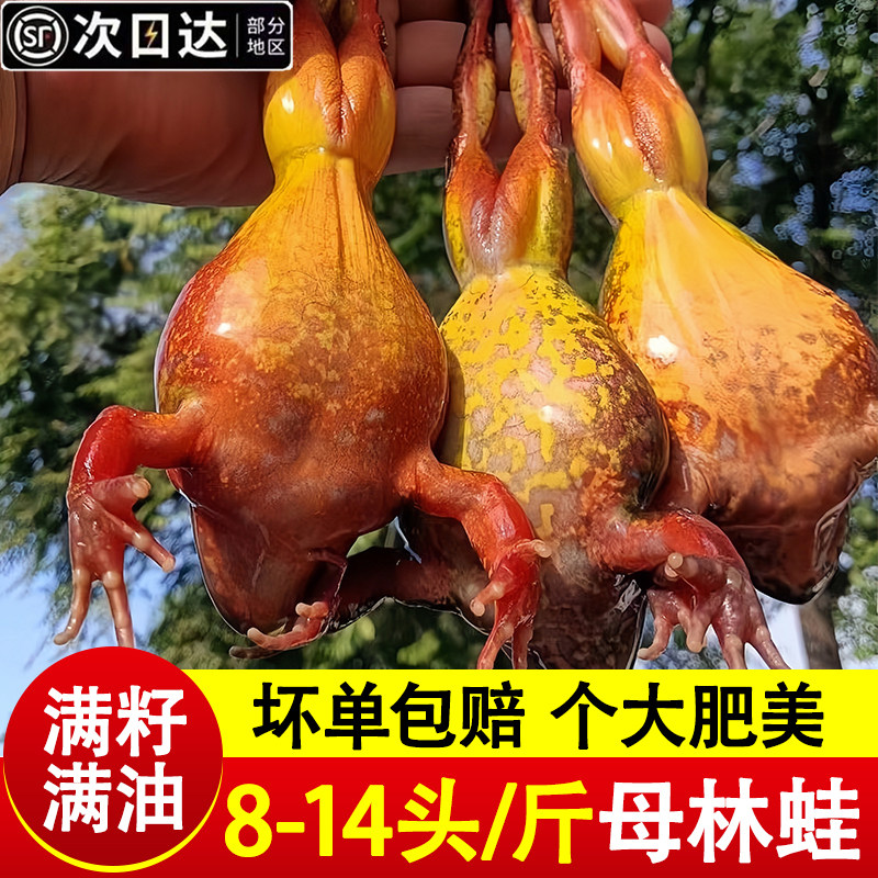 东北林蛙鲜活冷冻母豹子满籽满油雪蛤工公林蛙活蛙新鲜商用批发
