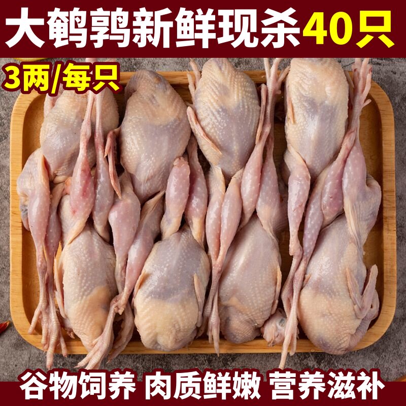 鹌鹑新鲜现杀大母鹌鹑肉冷冻白条现杀炖汤红烧油炸烧烤生骨肉40只
