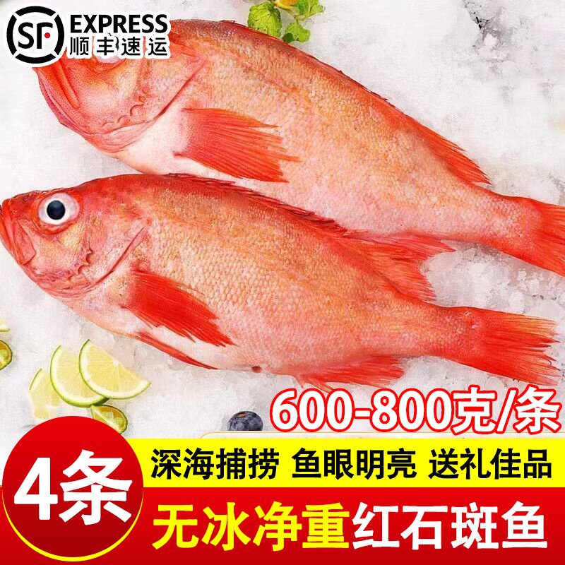红石斑鱼鲜活冷冻超大红鱼龙胆富贵鱼鲈鱼多宝鱼新鲜海鲜水产
